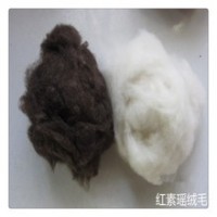 供应绵羊绒 质量好 价格优惠