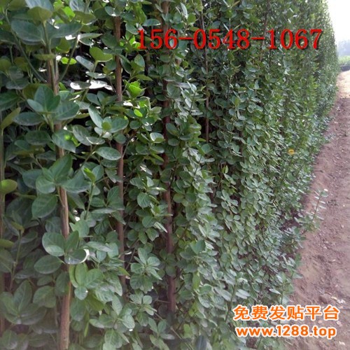 u=3780066842,2587365058&fm=199&app=68&f=JPEG_副本