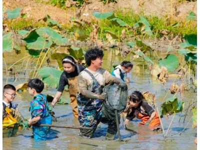 苏州研学基地趣味挖藕三六六社会实践邀你共赴田野体验探秘之旅